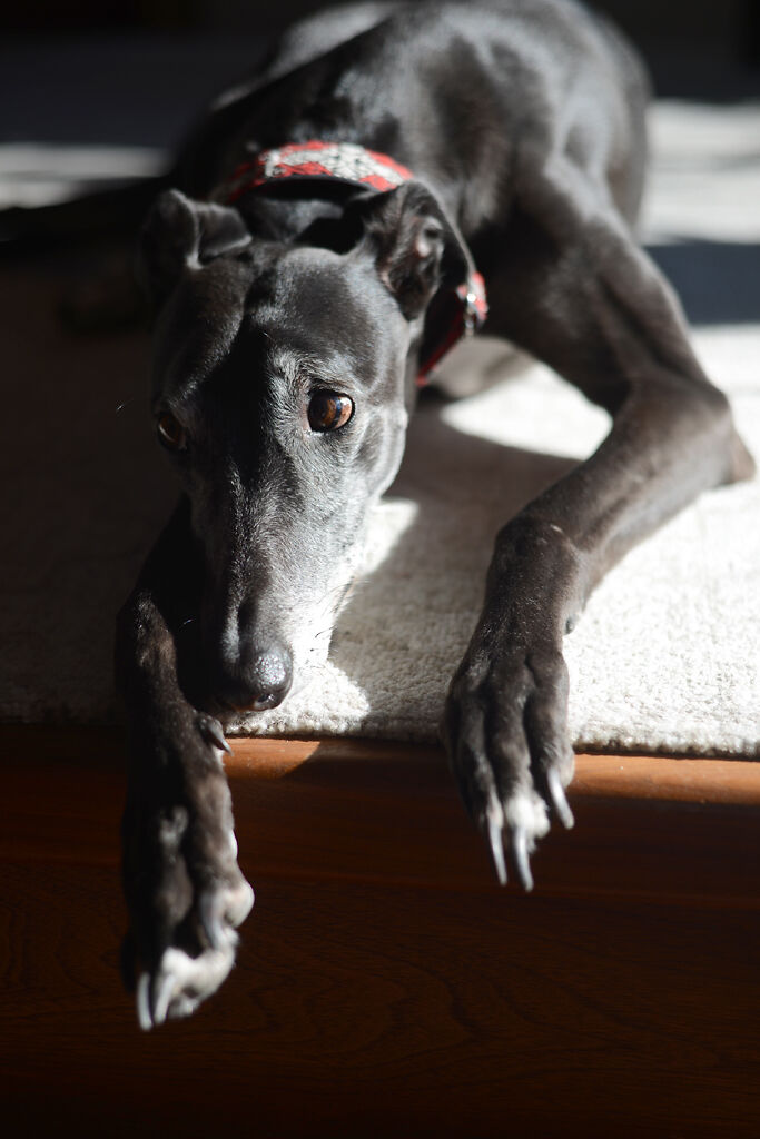 Maggy, Rabbi Phil Cohen's greyhound, lies on the bimah